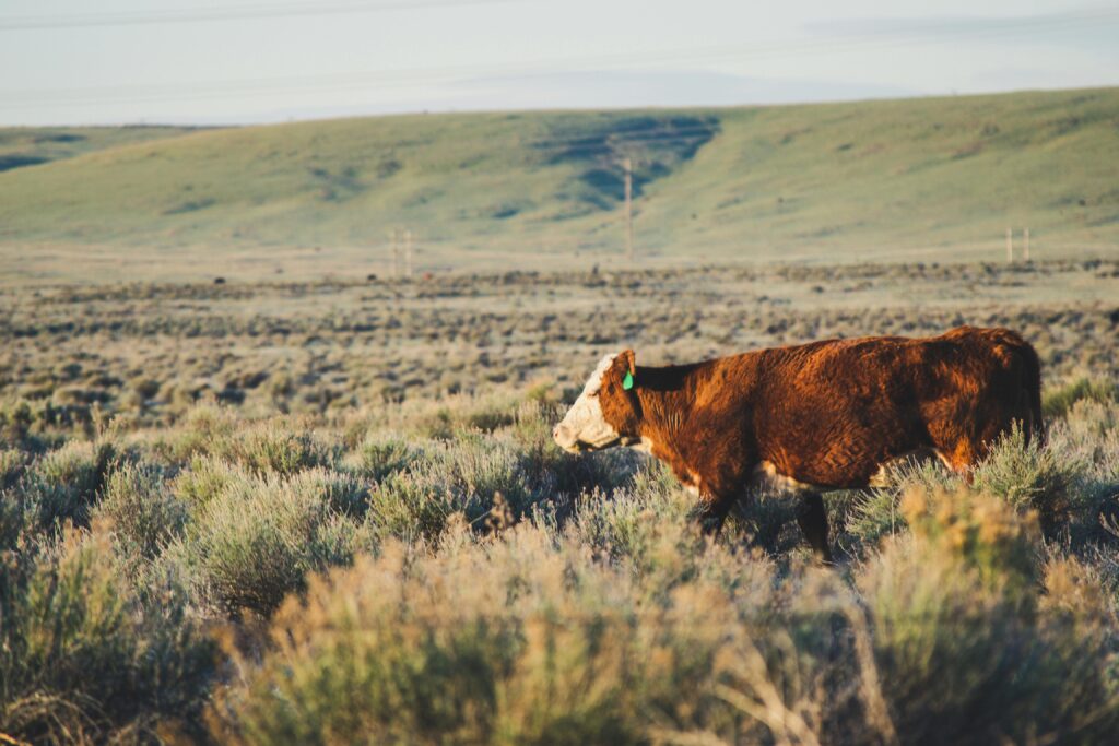 pexels-photo-1059603-1059603 A solitary brown and white cow grazing in a vast rural landscape under daylight.